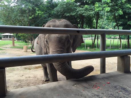 Elephant Nature Park, la giusta scelta per vedere gli elefanti in Thailandia