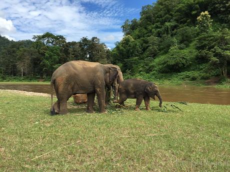 Elephant Nature Park, la giusta scelta per vedere gli elefanti in Thailandia