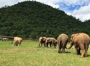 Elephant Nature Park, giusta scelta vedere elefanti Thailandia