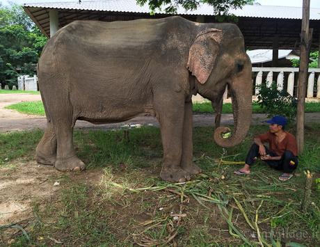 Elephant Nature Park, la giusta scelta per vedere gli elefanti in Thailandia