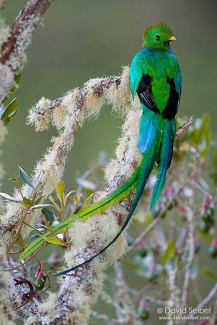 Il Quetzal e la Libertà