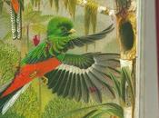Quetzal Libertà