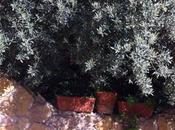 Alivi scacciati cunzati