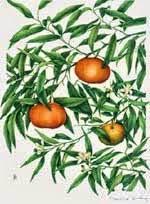 Mandarino, oli essenziali