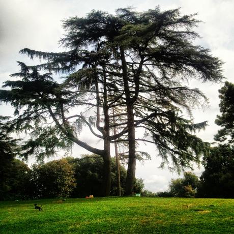 Al bosco di Capodimonte, in lotta contro il parcheggiatore abusivo