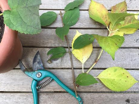 PREPARARE UNA TALEA DI ORTENSIA