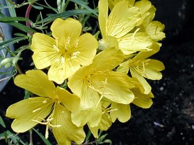 Pelli mature: l'enotera è il rinnovatore di luce