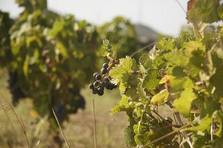 Pantelleria: scoprire il fascino pantesco