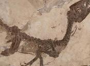 Ciro, piccolo dinosauro torna Benevento