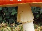 Agaricus muscarius Applicazioni cliniche Medicina Veterinaria