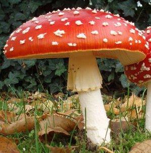 Agaricus muscarius in omeopatia veterinaria