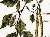 Betulla bianca, olio essenziale