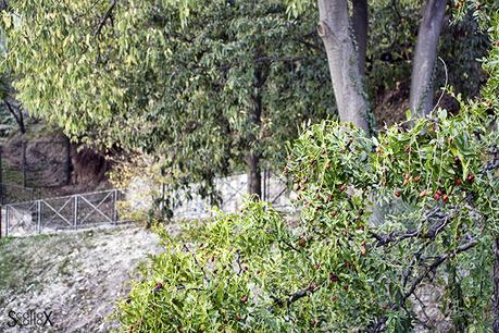 Una passeggiata alla festa dell giuggiole ad Arquà Petrarca