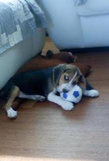 Blogger Love Project 2015 Day 3: A day in the life of a Blogger + My Blogging Process