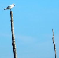 Cap Ferret: Herbe e la rue des chiens qui dorment