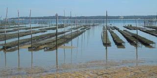 Cap Ferret: Herbe e la rue des chiens qui dorment