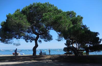 Cap Ferret: Herbe e la rue des chiens qui dorment