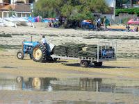 Cap Ferret: Herbe e la rue des chiens qui dorment