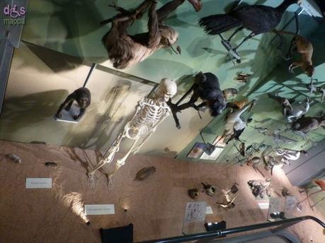 Segui Fossy – Percorso accessibile al Museo di Storia Naturale