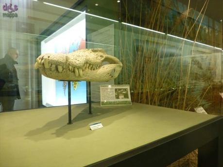 Segui Fossy – Percorso accessibile al Museo di Storia Naturale