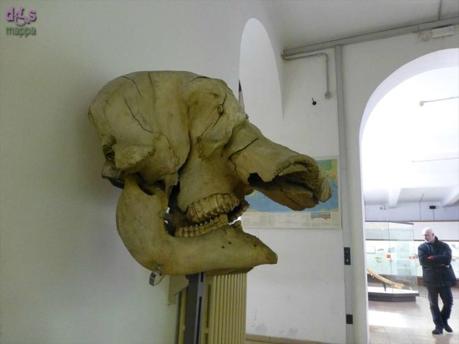 Segui Fossy – Percorso accessibile al Museo di Storia Naturale