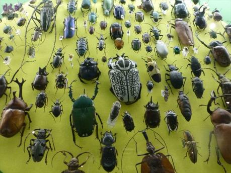 Segui Fossy – Percorso accessibile al Museo di Storia Naturale