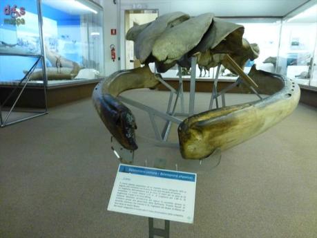 Segui Fossy – Percorso accessibile al Museo di Storia Naturale