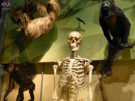 Segui Fossy – Percorso accessibile al Museo di Storia Naturale