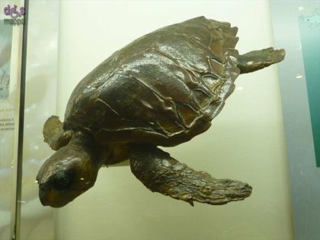 Segui Fossy – Percorso accessibile al Museo di Storia Naturale