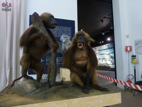 Segui Fossy – Percorso accessibile al Museo di Storia Naturale