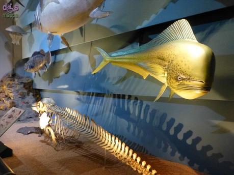 Segui Fossy – Percorso accessibile al Museo di Storia Naturale