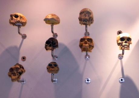 Segui Fossy – Percorso accessibile al Museo di Storia Naturale