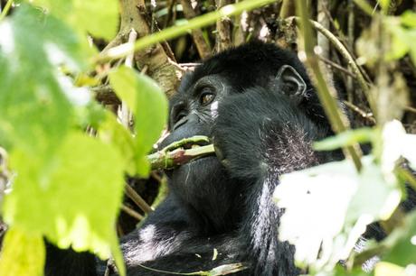 Uganda: il gorilla trekking nel Bwindi Forest National Park