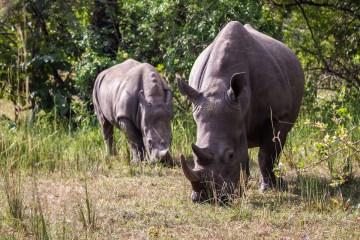 Uganda: il gorilla trekking nel Bwindi Forest National Park