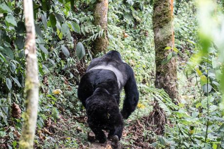 Uganda: il gorilla trekking nel Bwindi Forest National Park