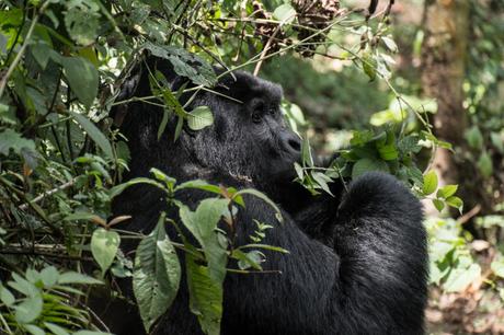 Uganda: il gorilla trekking nel Bwindi Forest National Park