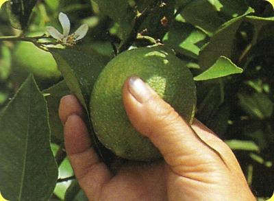 preparazione limoncino