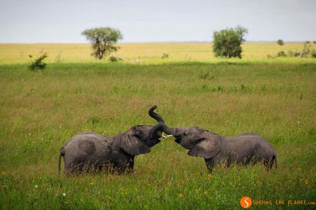 Safari nel Parco Nazionale Serengeti – Viaggio in Tanzania