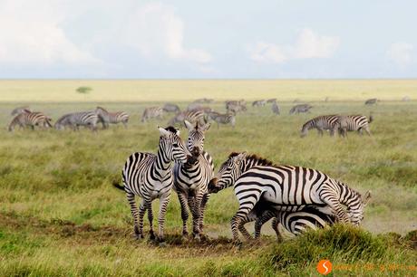 Safari nel Parco Nazionale Serengeti – Viaggio in Tanzania