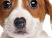 #Buccinasco: Grandi risultati Sportello Tutela Animali