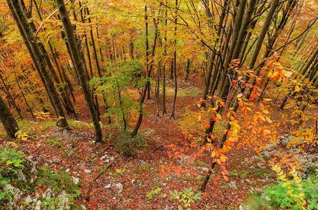 Autunno nella Valle di Uccea