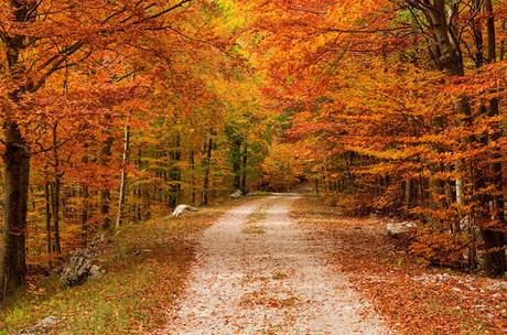 Autunno nella Valle di Uccea