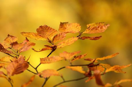 Autunno nella Valle di Uccea