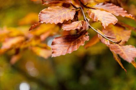 Autunno nella Valle di Uccea