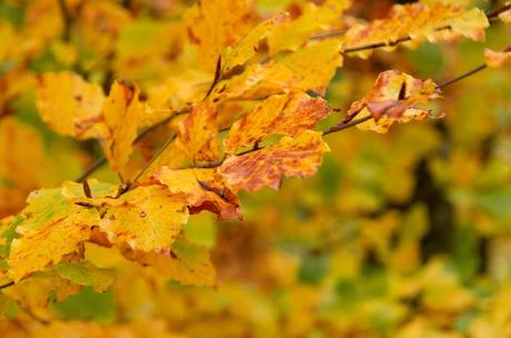 Autunno nella Valle di Uccea