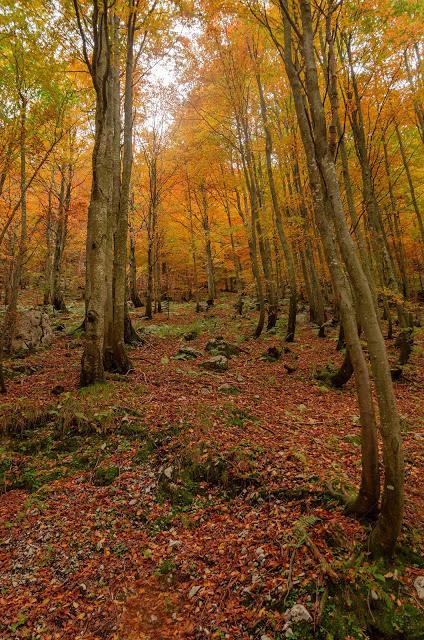 Autunno nella Valle di Uccea