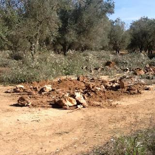 XYLELLA, alcune dovute riflessioni del collega Dottore Agronomo Michele Trotti