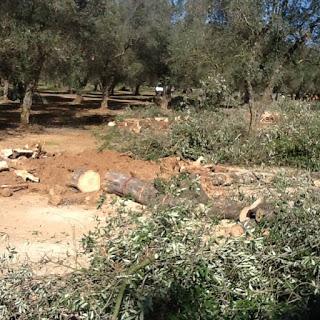 XYLELLA, alcune dovute riflessioni del collega Dottore Agronomo Michele Trotti