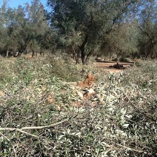 XYLELLA, alcune dovute riflessioni del collega Dottore Agronomo Michele Trotti