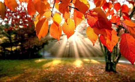 autumn-leaves-trees-the-rays-nature